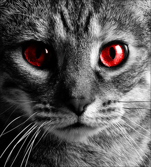 red_cat_eye_picture_jpg